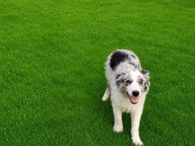 Border Collie Rüde „Blue“, 5 Monate alt