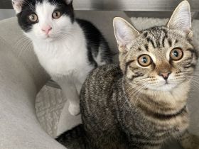 Zuckersüße BKH-Mix Kitten suchen ein liebevolles Zuhause!