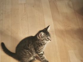 Katzenbabies abzugeben sofort