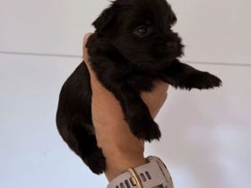 Yorkshire-Terrier-Welpen 1 Hündin und 1 Rüde noch frei zur Reservierung