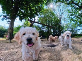 Labradoodle Welpen