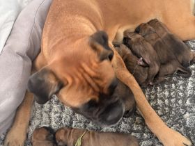 Boxer Welpen