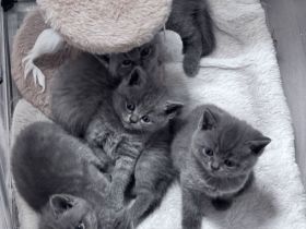 BKH Blue Kitten