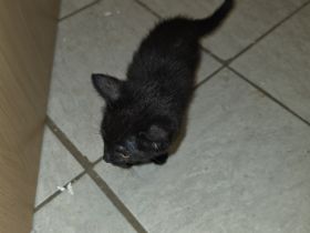 KITTEN ..14 Wochen alt suchen ein für immer zuhause