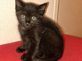 Kitten