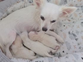 2 zauberhafte Chihuahua-Mädchen suchen ein liebevolles Zuhause auf Lebenszeit