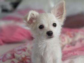 2 zauberhafte Chihuahua-Mädchen suchen ein liebevolles Zuhause auf Lebenszeit