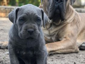 Cane Corso  ein neues liebevolles Zuhause