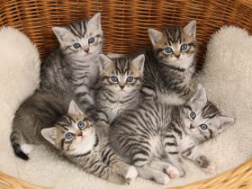 Kleine Samtpfoten, großes Glück: Unsere BKH-Kätzchen suchen liebevolle Familien.