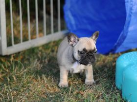 Französchische Bulldoggen
