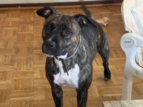 American Stafford Terrier
