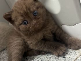 Bkh kitten