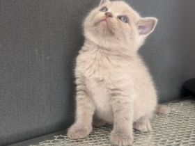 Bkh kitten