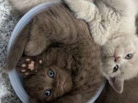 Bkh kitten Mädchen braun chocholate
