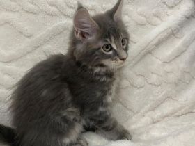 Maine Coons aus hervorragender Zuchtlinie verfügbar