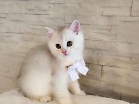BKH Kitten Reinrassige sofort Abgabe.