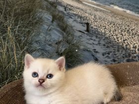 BKH Kitten