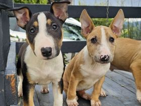 Miniatur Bullterrier Welpen
