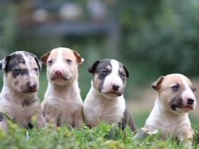 Miniatur Bullterrier Welpen