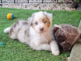 Australien Sheppard