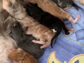 Süße wundervolle xl Maine Coon Babys