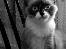 Ragdoll mit Stammbaum