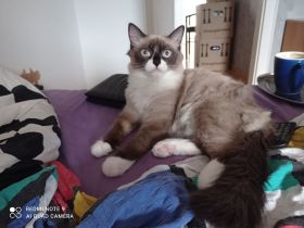Ragdoll mit Stammbaum