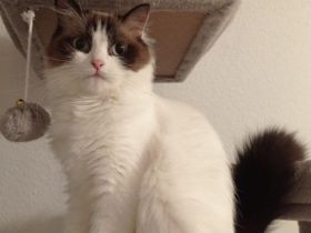 Ragdoll mit Stammbaum