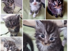 Maine Coon Kitten reinrassig