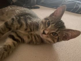 Milo europäisch kurzhaar sucht ein neues zu Hause