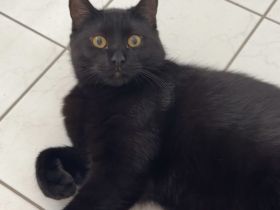 Kater sucht liebevolles Zuhause