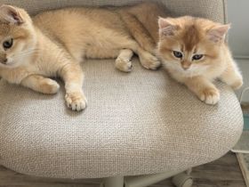 Wunderschöne BKH Golden Kitten 10 Wochen alt