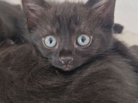4 Kitten suchen liebevolles Zuhause