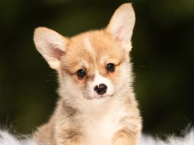 Bezaubernde Corgi-Welpen mit FCI-Stammbaum ab Ende September abzugeben