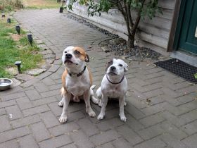 Liebevolle Staffordshire Bullterrier Welpen suchen ein aktives Zuhause ❤️