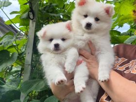 Deutsche Spitz / Pomeranian Spitz Welpen - Rüge und Hündin 10 Woche alt