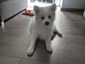Deutsche Spitz / Pomeranian Spitz Welpe - Eine Hündin 12 Woche alt