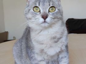 Wer hat ein Plätzchen für Schmusekatze Pila? Eilt sehr!
