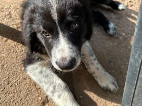Border Collie Australien Shepherd welpen