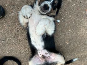 Border Collie Australien Shepherd welpen