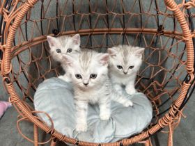 BKH Kitten