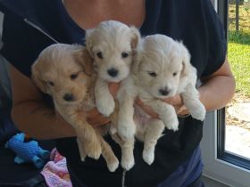 3 F1 A Maltipoo Welpen A Wurf Leutkirch Memmingen