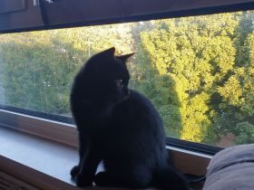 🐾 Abel & Jiji suchen gemeinsam ihr liebevolles Für-immer-Zuhause ❤️