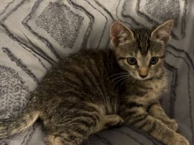 kleine katze such ein neues zuhause