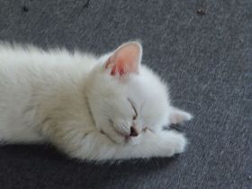Wunderschöne BKH-Kitten in heller silbrig-blauer Farbgebung