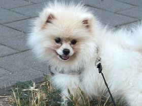 Pomeraner klein spitz