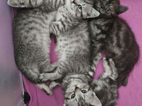 Britisch Kurzhaar Kitten