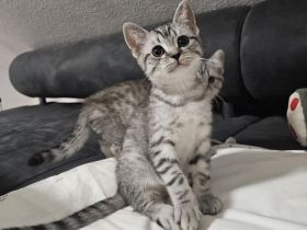 Kitten