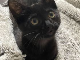 Süßes Kitten sucht ein liebevolles Zuhause