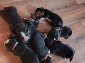 Berner Sennenhund Welpen